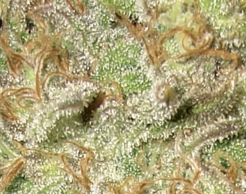 Widow from CBD Seeds