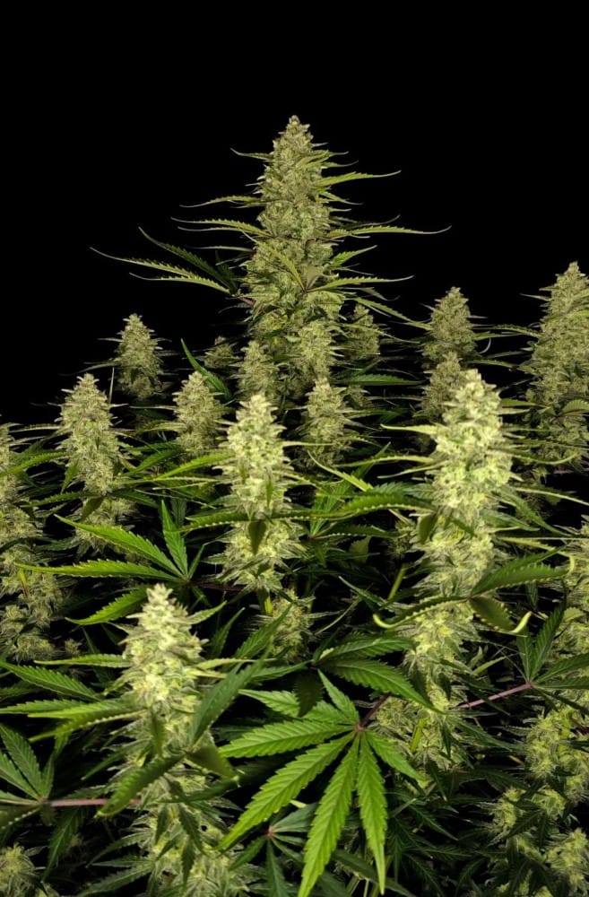 Image 3 of Papaya Cookies Auto cannabis by FastBuds – Focused – Outdoor – Super Strength – Seed City