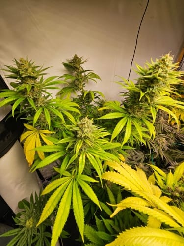 showing Indica-heavy – Guaranteed female plants – Happy – image 2 – Seed City