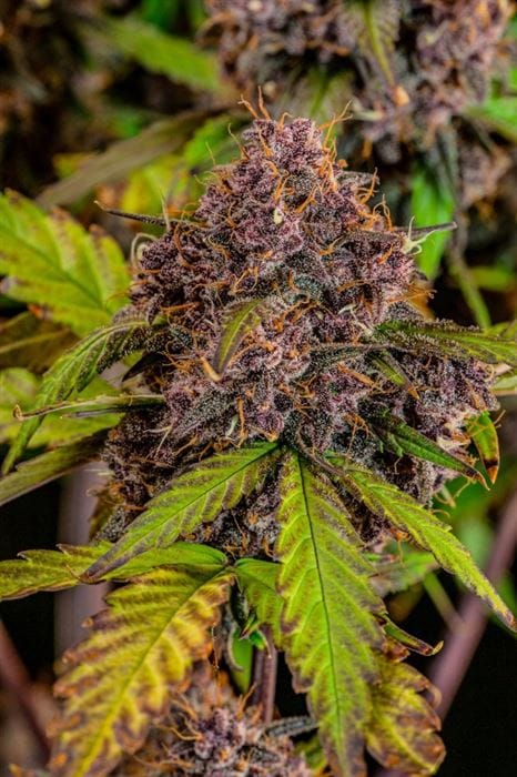 Lemon Cherry Cookies Auto by FastBuds – Auto-Flowering – Outdoor cultivation – Super Strength – image 4 – Seed City