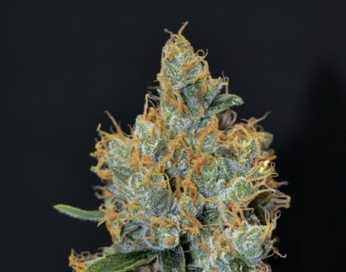 12/12 Photoperiod – Indica-heavy – Resistant to Mould – Lavender strain – image 2 – from CBD Seeds via Seed City