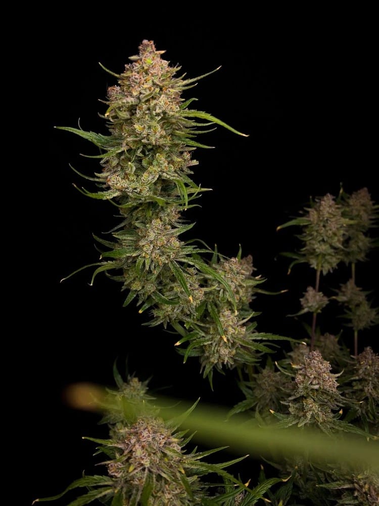 Guava Auto from FastBuds