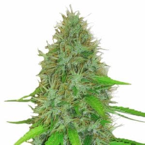 2 Fast 2 Vast Auto cannabis seeds – Excellent harvest potential – Indica Dominant – Relaxing – image 1 from Seed City