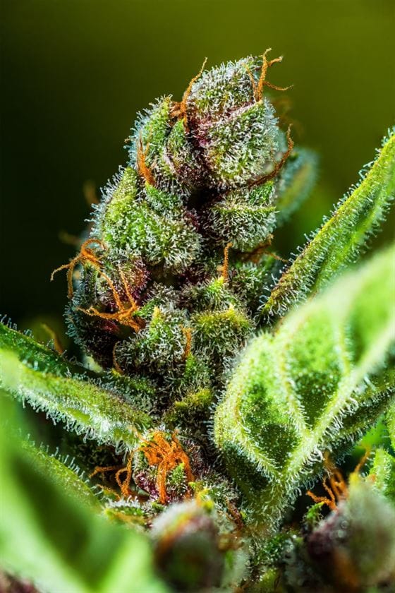 Tropicana Cookies Auto by FastBuds – Lemon – Relaxing – Super Strength – image 8 – Seed City