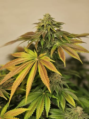 Zerbert from ElevenThirty Genetics