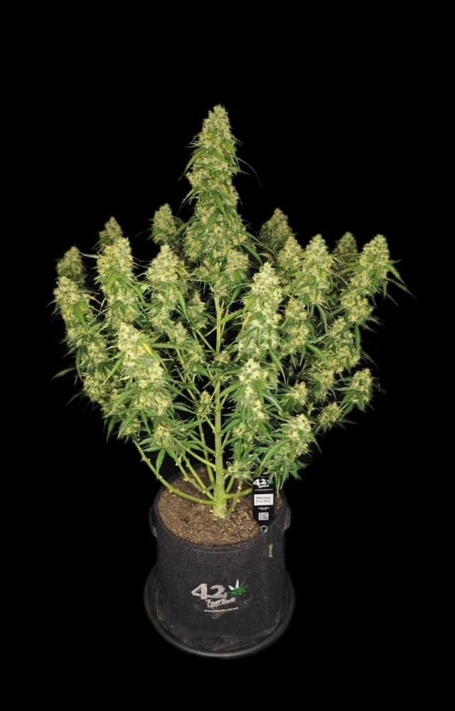 Sour Jealousy Auto by FastBuds – Super Strength – Auto-Flowering – Indoor – image 4 – Seed City