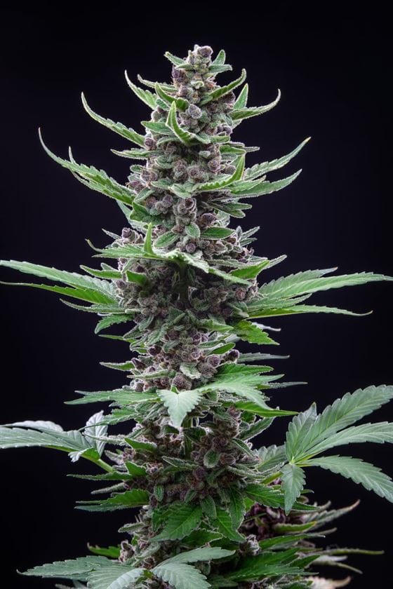 Tropicana Cookies Auto by FastBuds – Feminized – Auto-Flowering – Relaxing – image 7 – Seed City