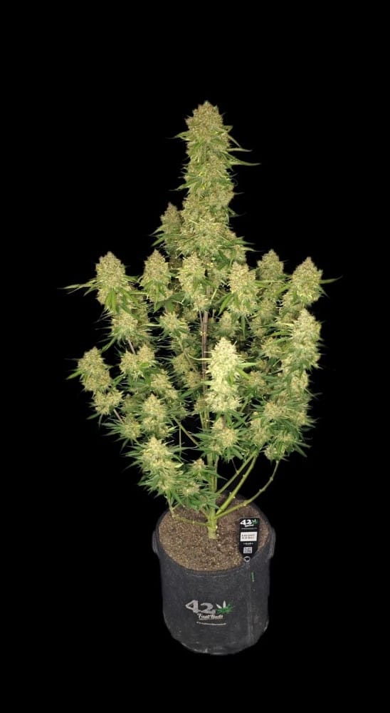 Guava Auto from FastBuds