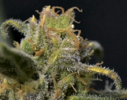 Auto Northern by CBD Seeds – Guaranteed female plants – Good for outdoor grow – Mostly Indica – image 3 – Seed City