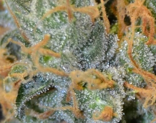 Lavender from CBD Seeds