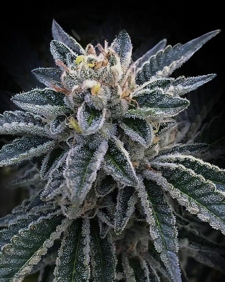 12/12 Photoperiod – Euphoric – Good for outdoor grow – 3Peat strain – image 1 – from DNA Genetics Seeds via Seed City