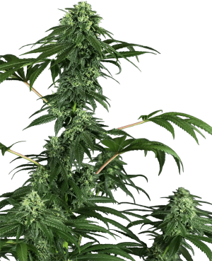 420 Punch
