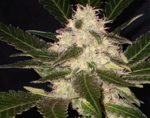 showing Greenhouse – Mostly Sativa – Middle of September – image 3 – Seed City