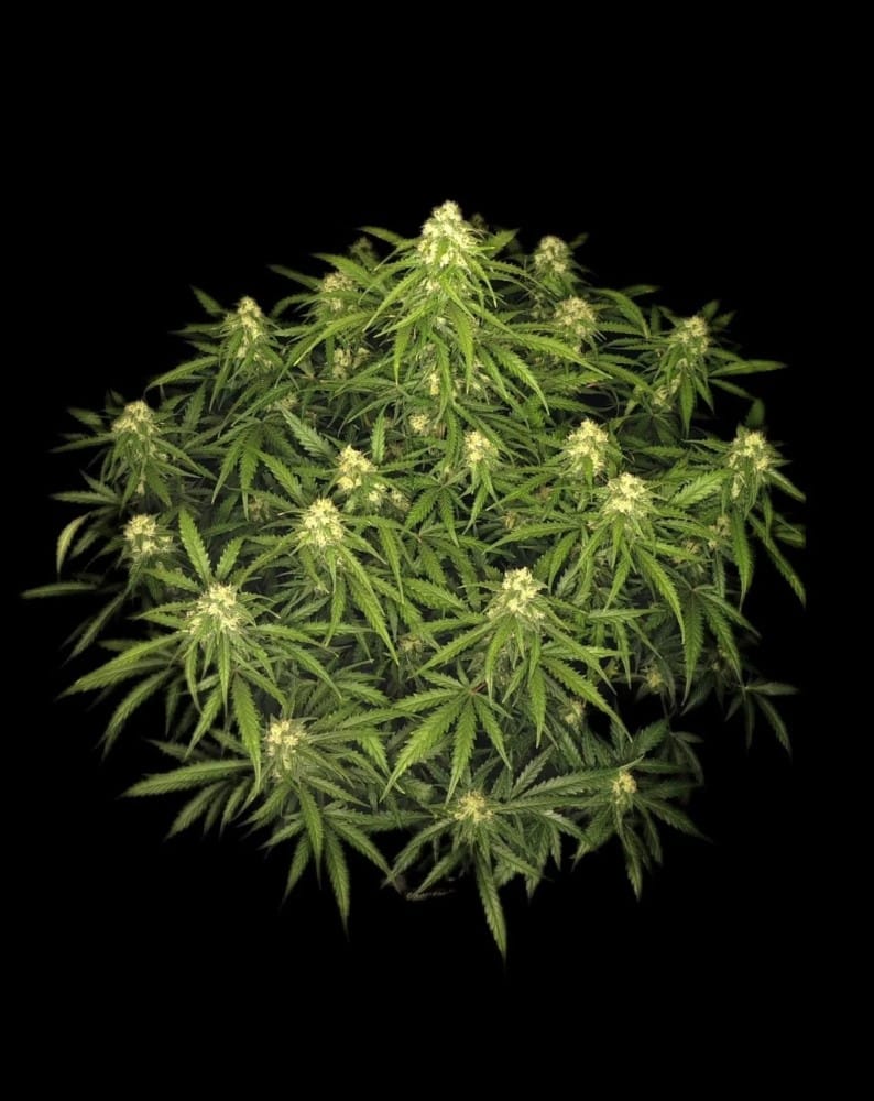 Sour Jealousy Auto from FastBuds