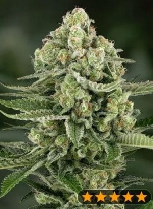 5Star Apple Fritter