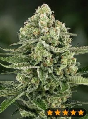 5Star Apple Fritter Auto