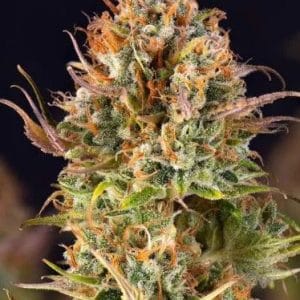 5Star Auto Orange Bud from PowerStrains