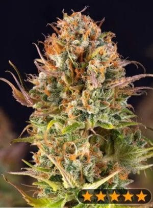 5Star Auto Orange Bud