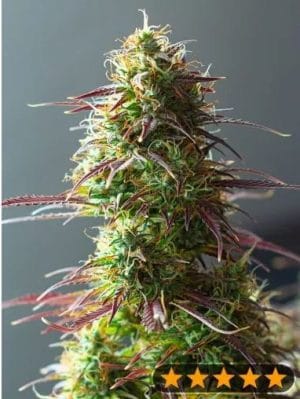 5Star Auto Strawberry Haze