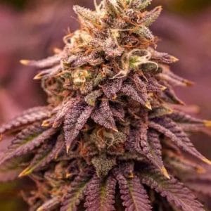 5Star Berry Moonrocks XL by PowerStrains – Guaranteed female plants – Uplifting – Auto-Flowering – image 1 – Seed City