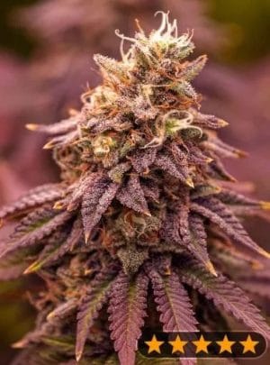5Star Berry Moonrocks XL