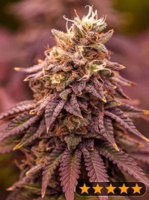 5Star Berry Moonrocks XL Auto