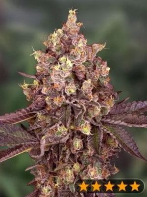 5Star Cherry Pie