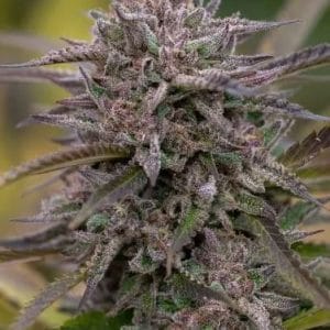 Image 1 of 5Star Pink Runtz cannabis by PowerStrains – Super Strength – Relaxing – 12/12 Photoperiod – Seed City