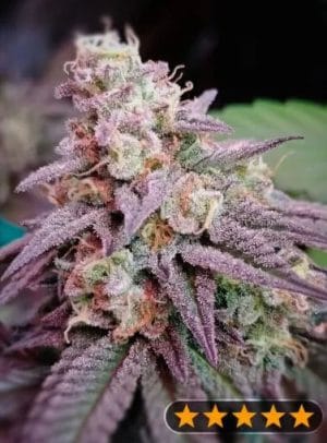 5Star Pink Runtz Auto