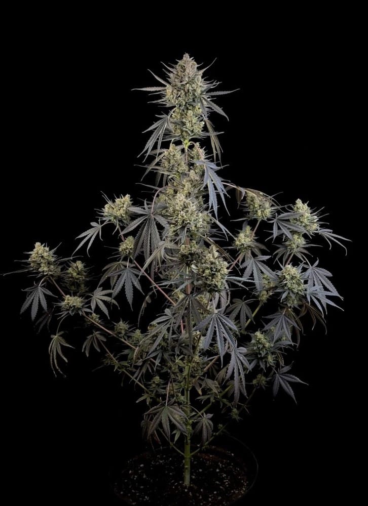 Pound Cake Auto cannabis seeds – Sweet – Mostly Sativa – Tall (140cm plus) – image 6 from Seed City