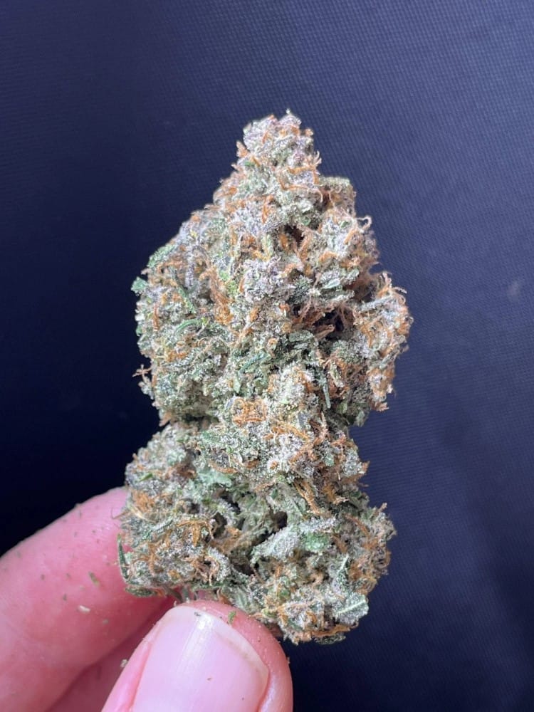 Auto-Flowering – Floral – Euphoric – Sour Jealousy Auto strain – image 10 – from FastBuds via Seed City