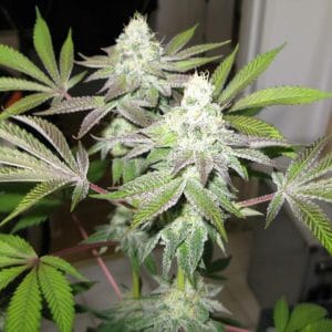 78 by Cali Connection Seeds – 12/12 Photoperiod – Indoor – Berry – image 1 – Seed City