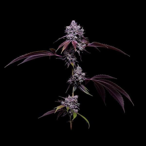 12/12 Photoperiod – Regular – Relaxing – 78 Tenzin #4 strain – image 1 – from Green Bodhi Seeds via Seed City