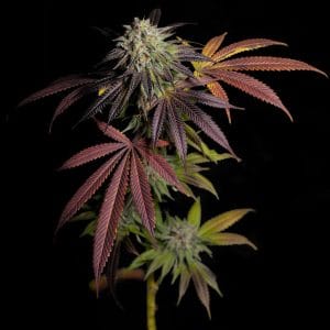 Image 1 of 7 S.O.H. cannabis by Grateful Seeds – Suited for indoor growing – 50% Indica/50% Sativa – Fruity – Seed City