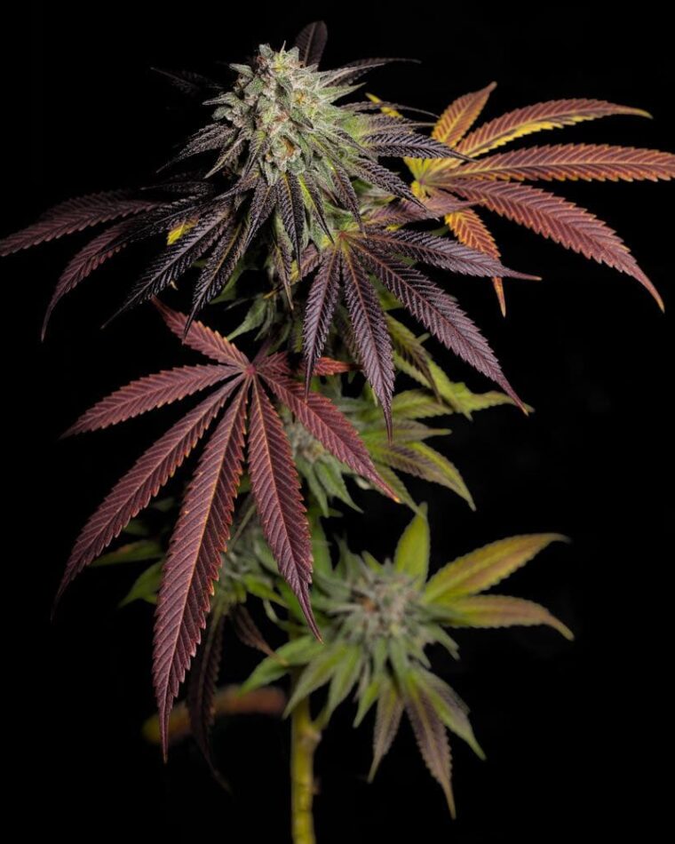 Image 1 of 7 S.O.H. cannabis by Grateful Seeds – Suited for indoor growing – 50% Indica/50% Sativa – Fruity – Seed City