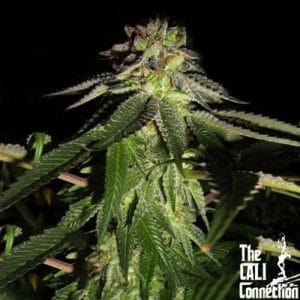 818 Headband aka Sour OG