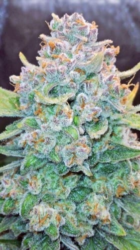 Auto-Flowering – Sativa Dominant – Feminized – Papaya Cookies Auto strain – image 6 – from FastBuds via Seed City