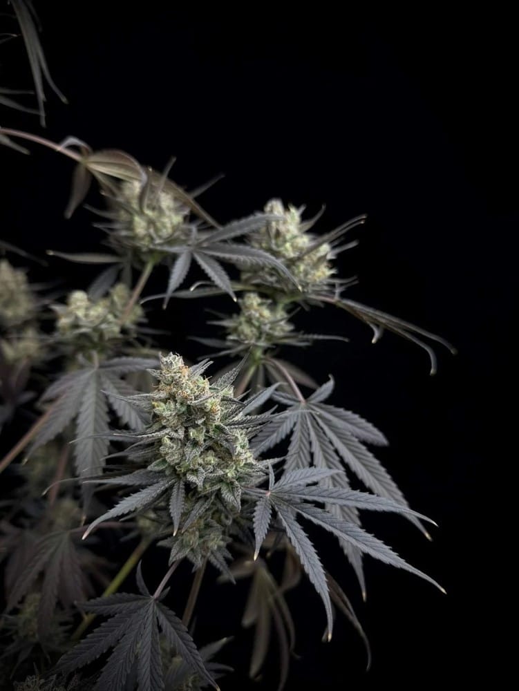 Pound Cake Auto by FastBuds – Uplifting – Sweet – Auto-Flowering – image 3 – Seed City