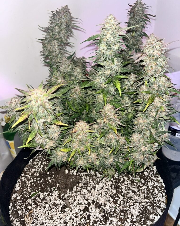 Sweet – Euphoric – Super Strength – 91 Berries Auto strain – image 1 – from Seed City Bulk Cannabis Seeds via Seed City