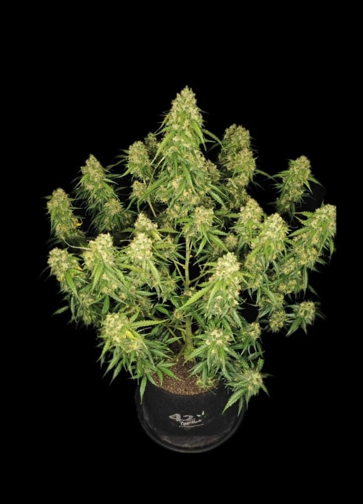Sour Jealousy Auto by FastBuds – Floral – Super Strength – Female seeds – image 2 – Seed City
