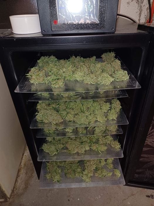 Guava Auto cannabis seeds – Guaranteed female plants – Indoor – Super Strength – image 11 from Seed City