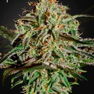 A.M.S. Anti Mold System by Green House Seeds – The End of September – Sweet – Female seeds – image 1 – Seed City