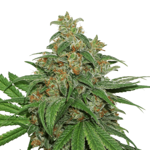 AK420