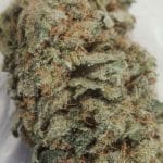 AK 47 from Serious Seeds