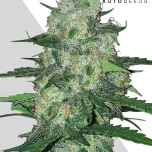 AK47 Autoflowering by Auto Seeds – Outdoor cultivation – Feminized – Super Strength – image 1 – Seed City