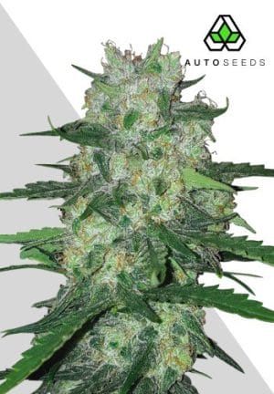AK47 Autoflowering