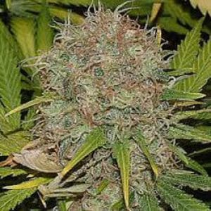 AK48 Automatic