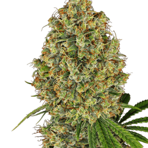 AK-420 from White Label Seeds