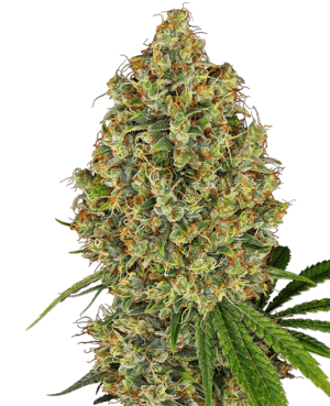 AK-420