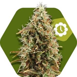 Green AK XL Auto